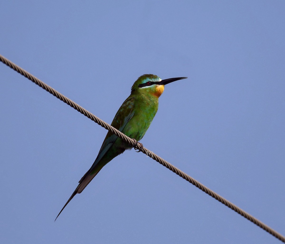 blåkinnbieter - ML644270900