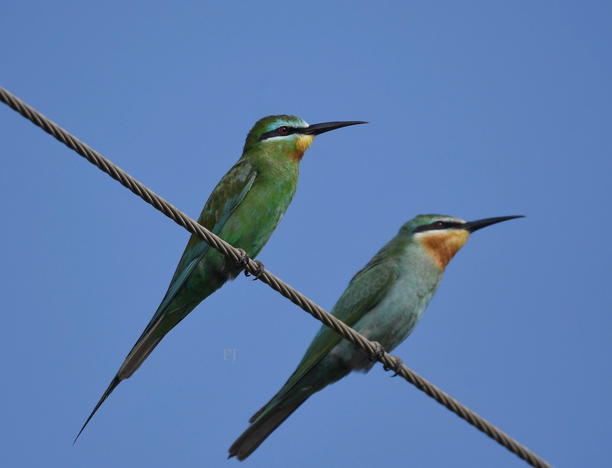 Blue-cheeked Bee-eater - ML644270902