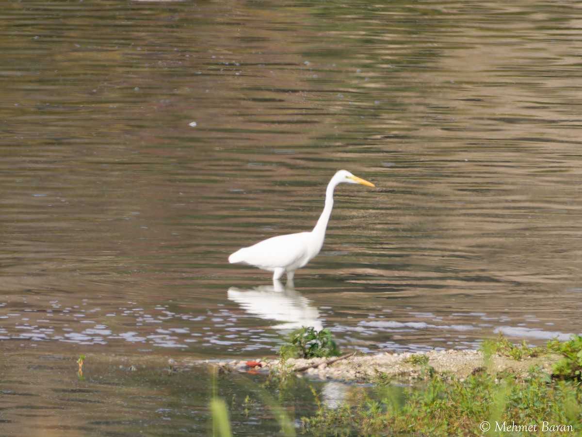 Great Egret - ML644270903