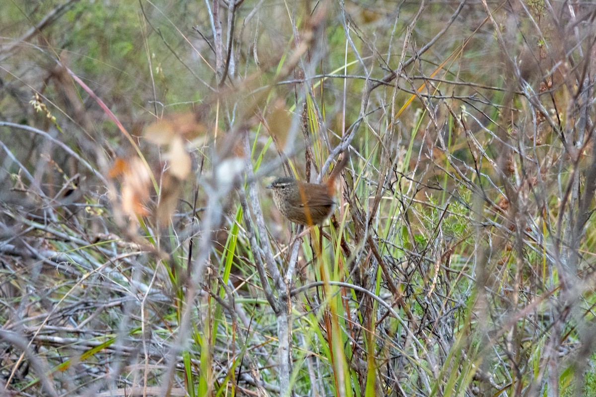 Chestnut-rumped Heathwren - ML644270904