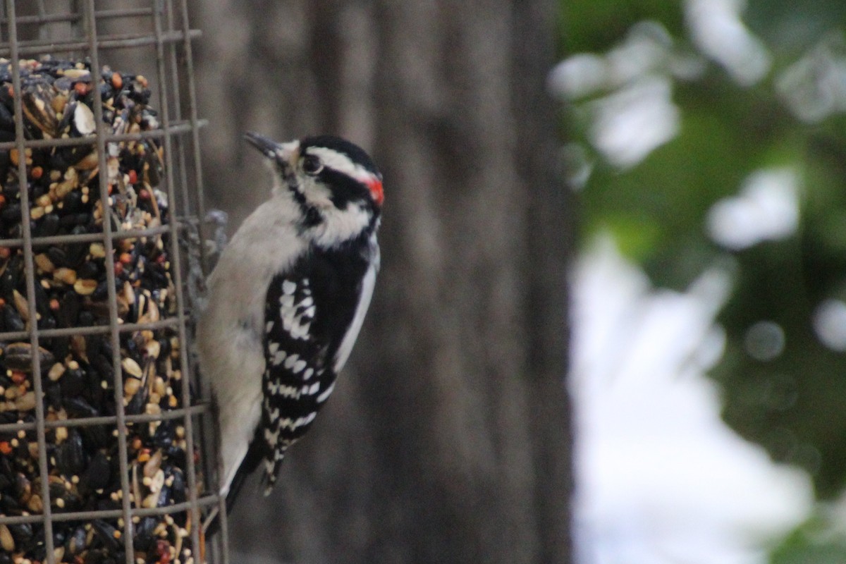 Downy Woodpecker - ML644270905