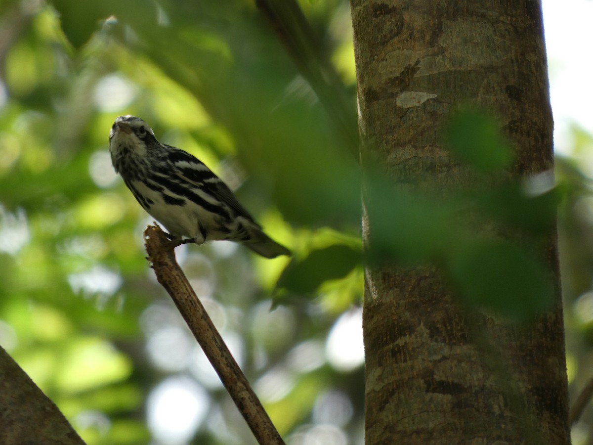 シロクロアメリカムシクイ - ML644270918