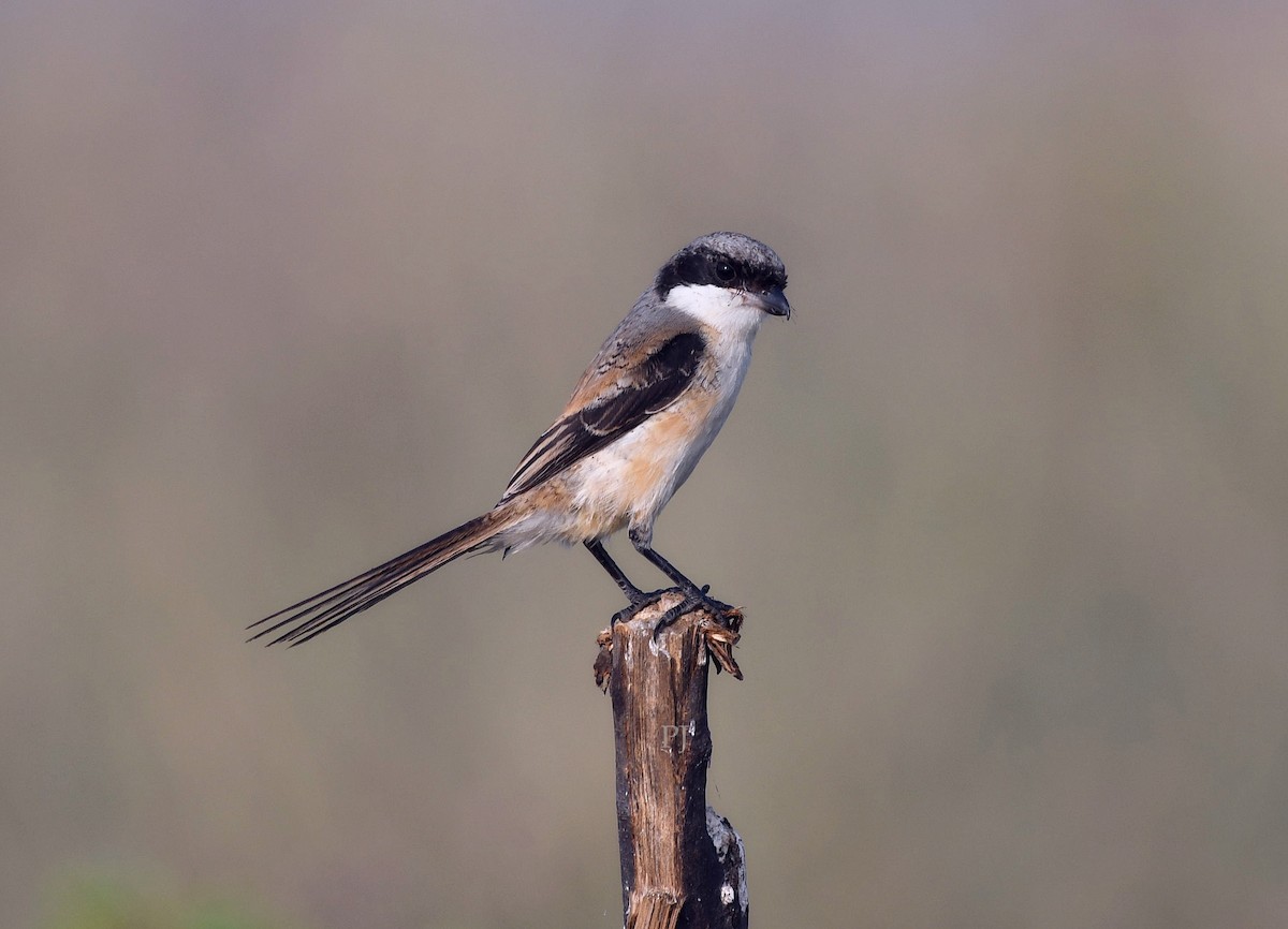 Alcaudón Schach - ML644270923