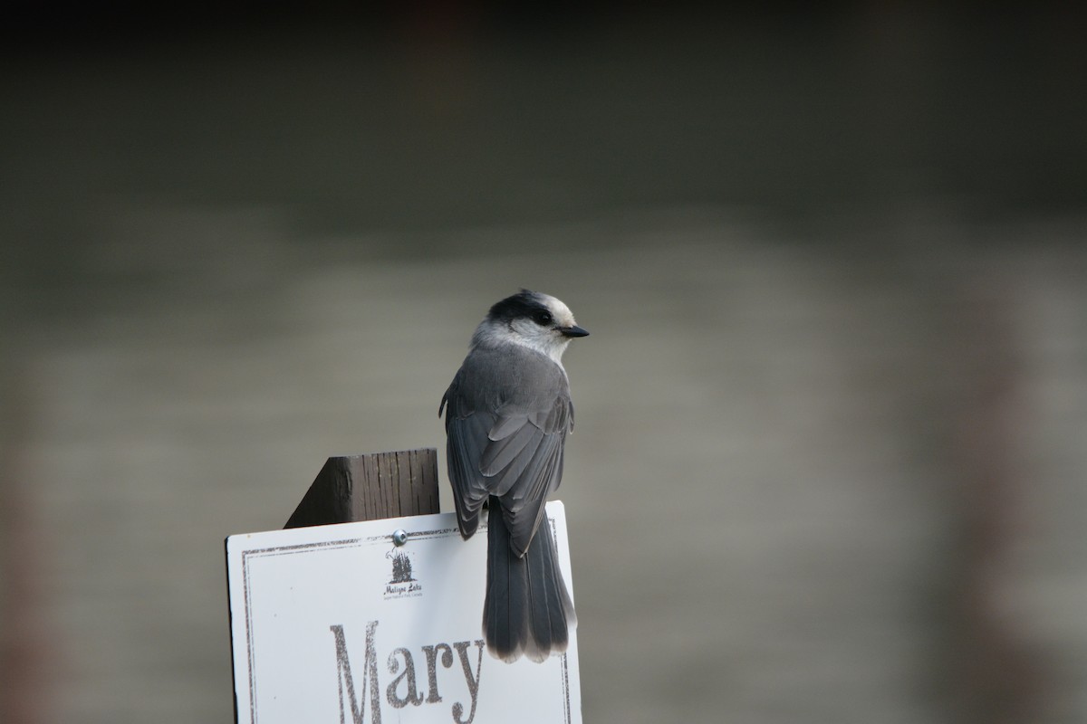 Mésangeai du Canada - ML644270943