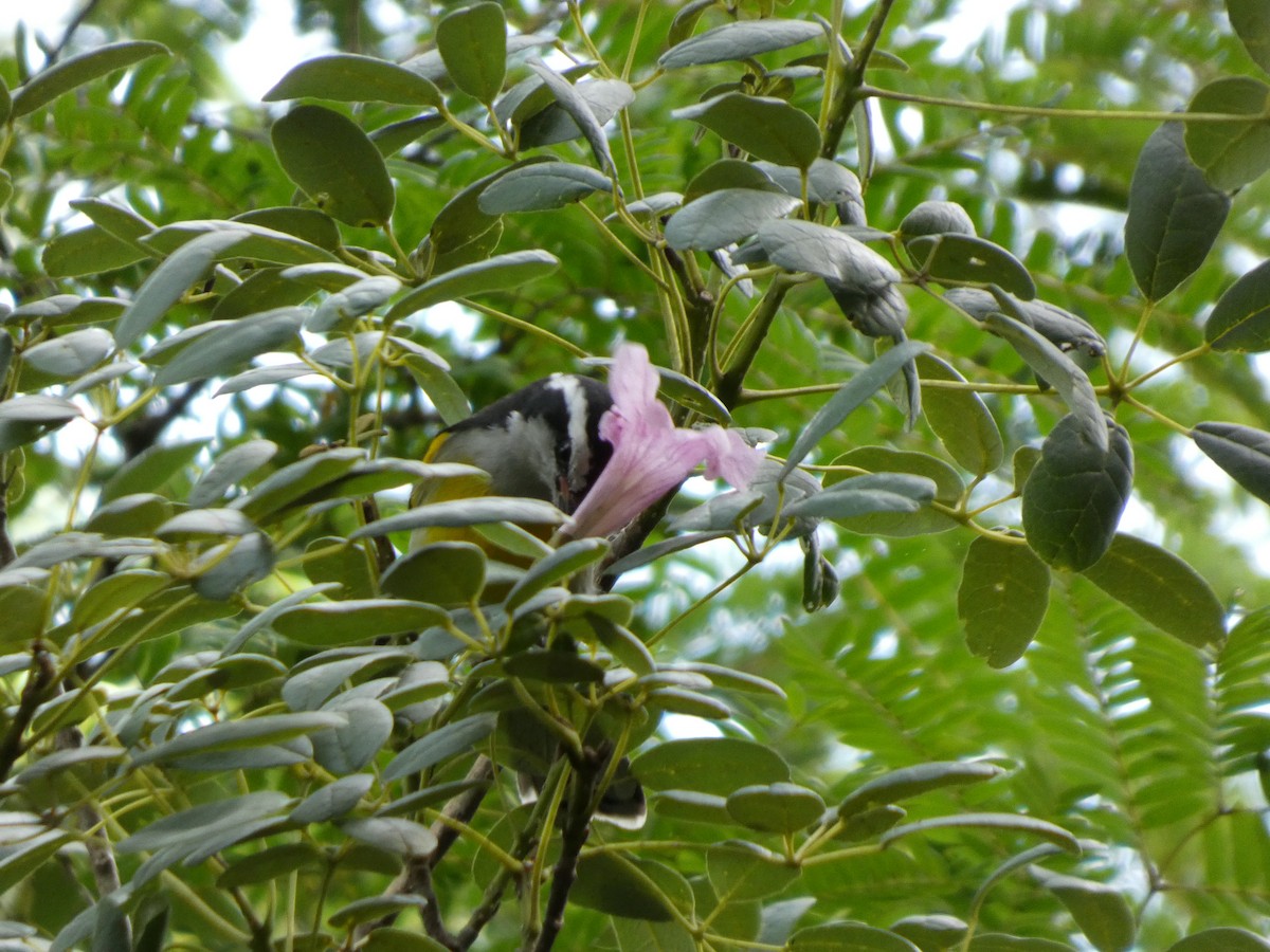 マミジロミツドリ - ML644270946