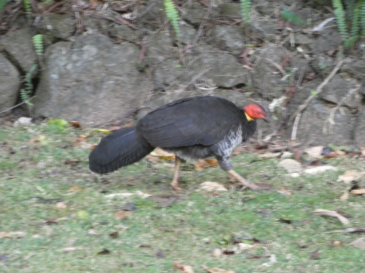 Australian Brushturkey - ML644270954