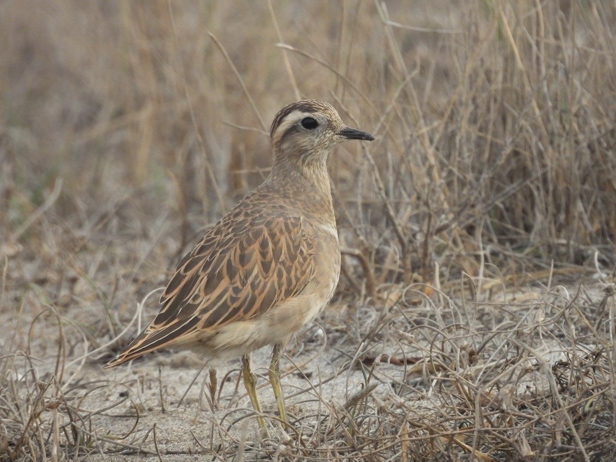 Eurasian Dotterel - ML644270955