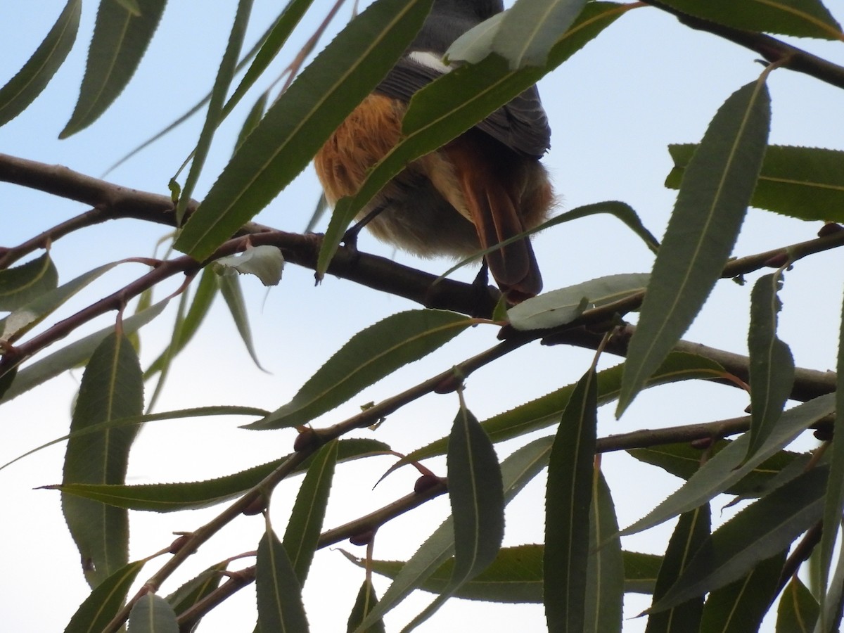 Hodgson's Redstart - ML644270956