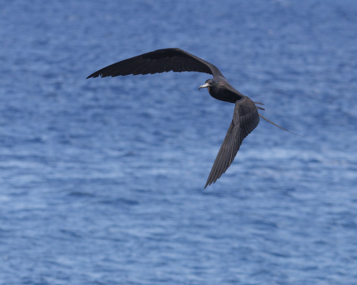 Great Frigatebird - ML644270958