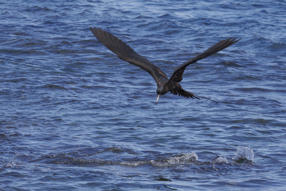 Great Frigatebird - ML644270959