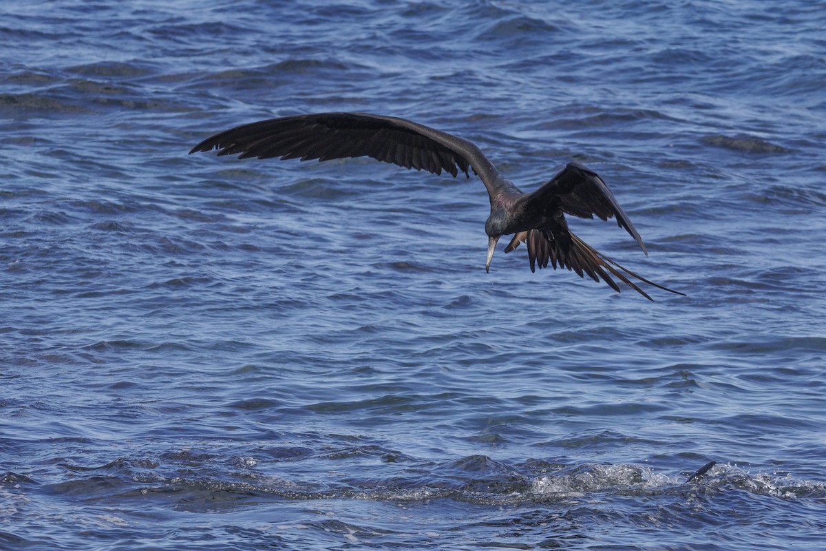 Great Frigatebird - ML644270960