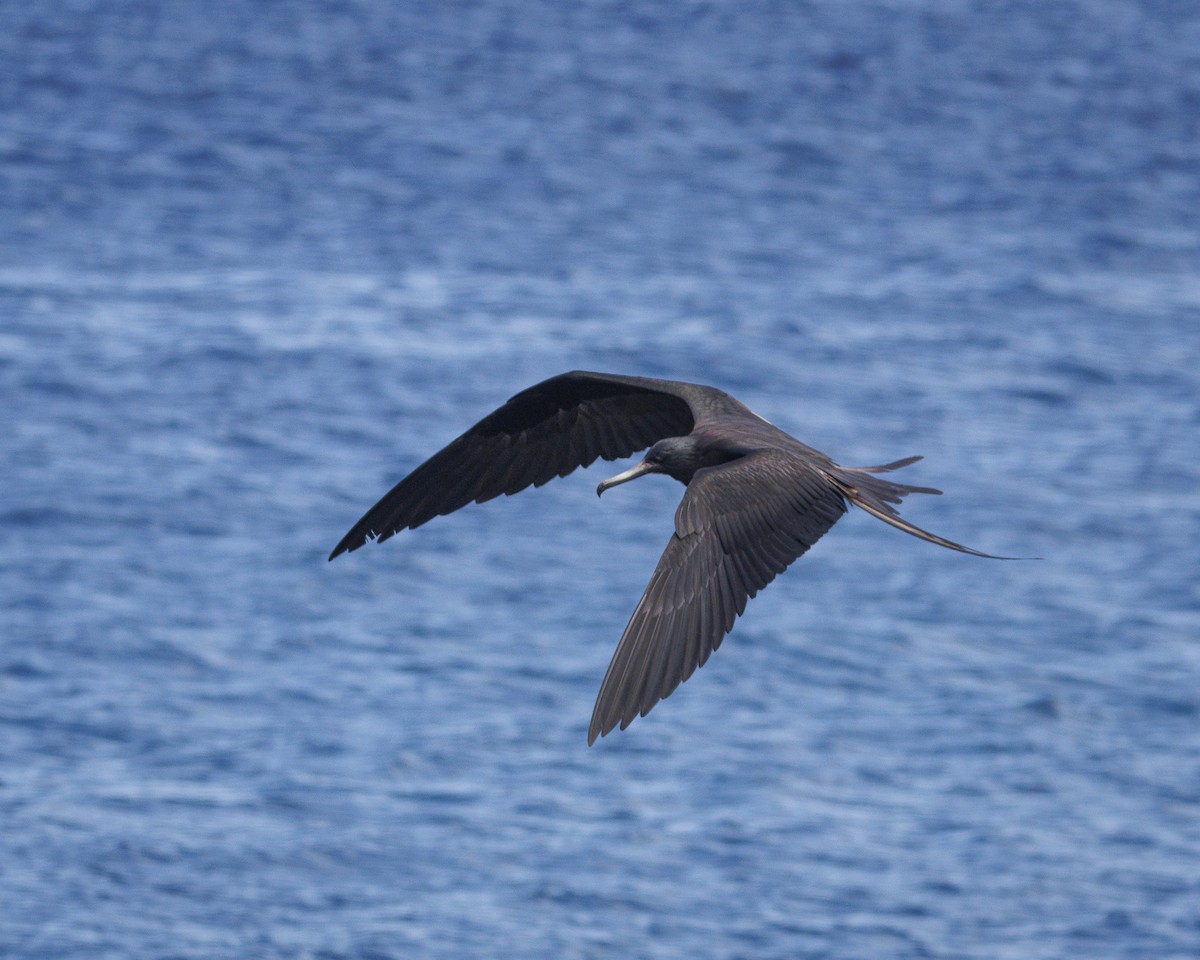Great Frigatebird - ML644270962