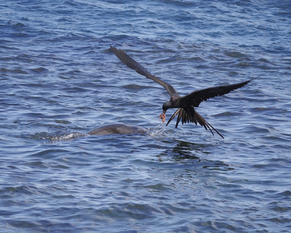 Great Frigatebird - ML644270963