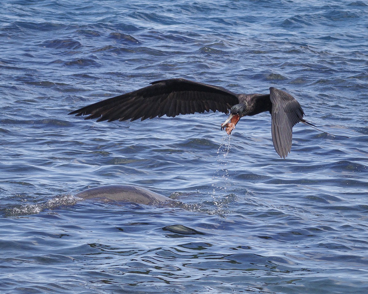 Great Frigatebird - ML644270964