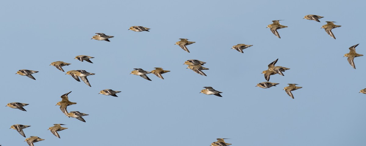 European Golden-Plover - ML644270966