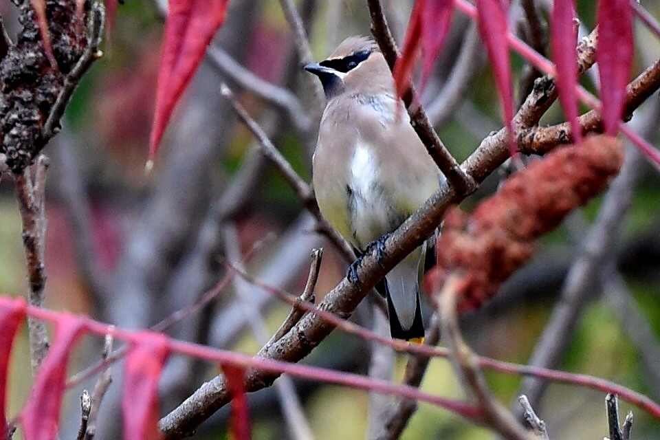 Cedar Waxwing - ML644270969