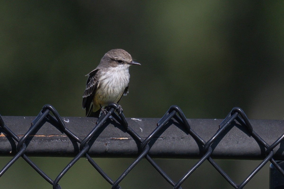 Vermilion Flycatcher - ML644270971
