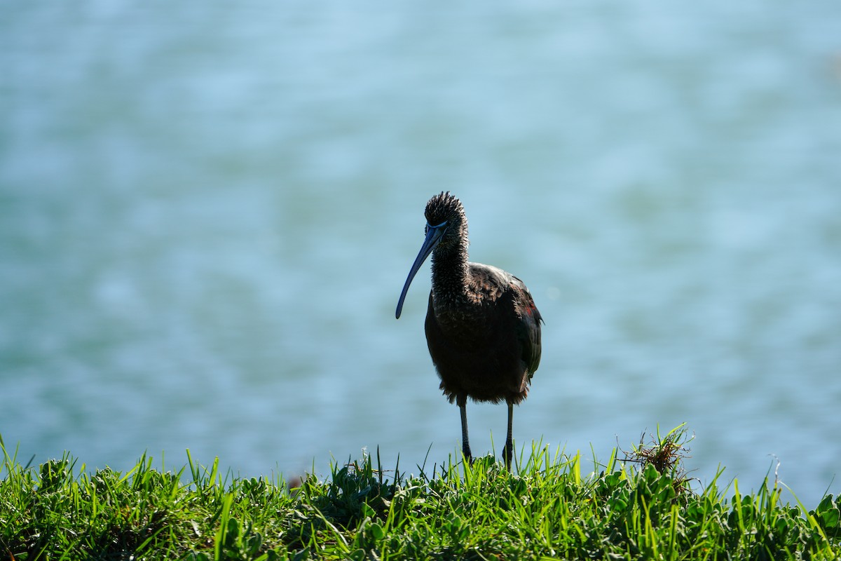 Glossy Ibis - ML644270972