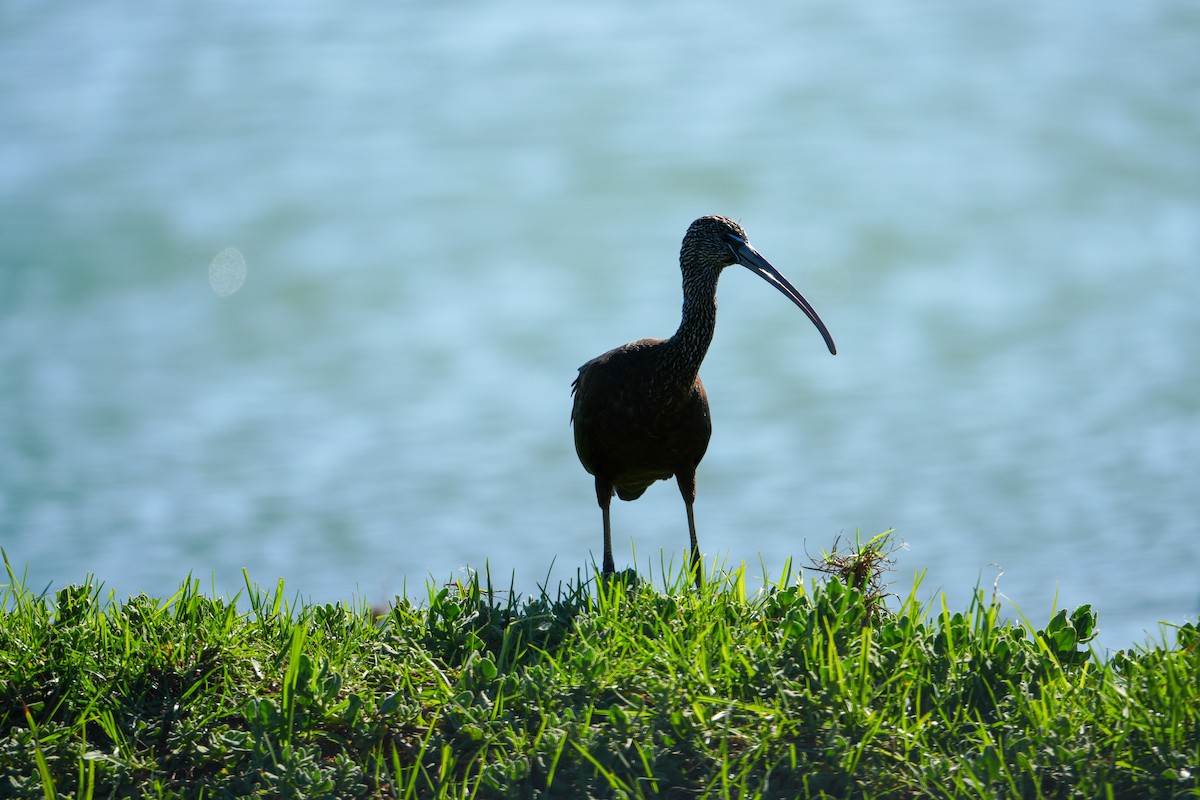 Glossy Ibis - ML644270973