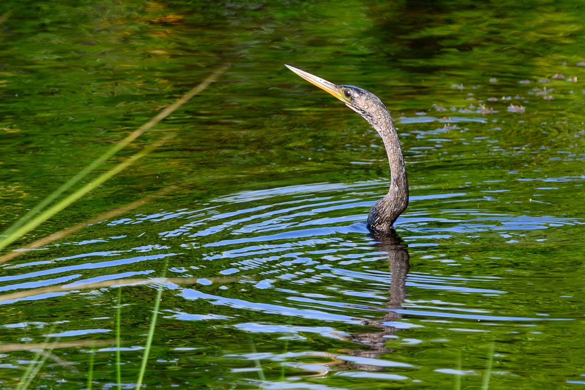 Anhinga - ML644270975