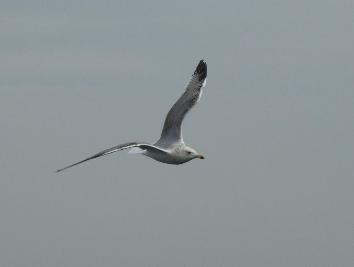 Yellow-legged Gull - ML644270979
