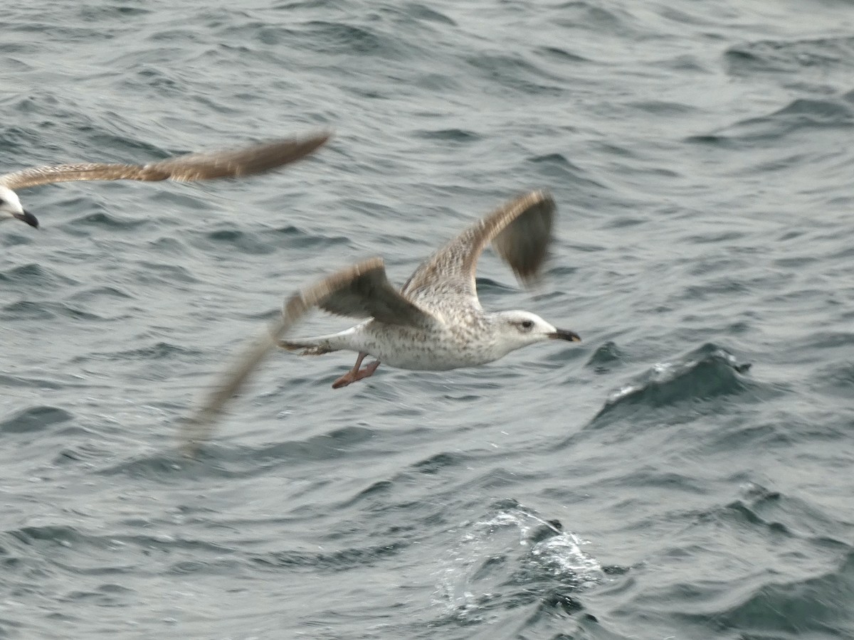 Yellow-legged Gull - ML644270980