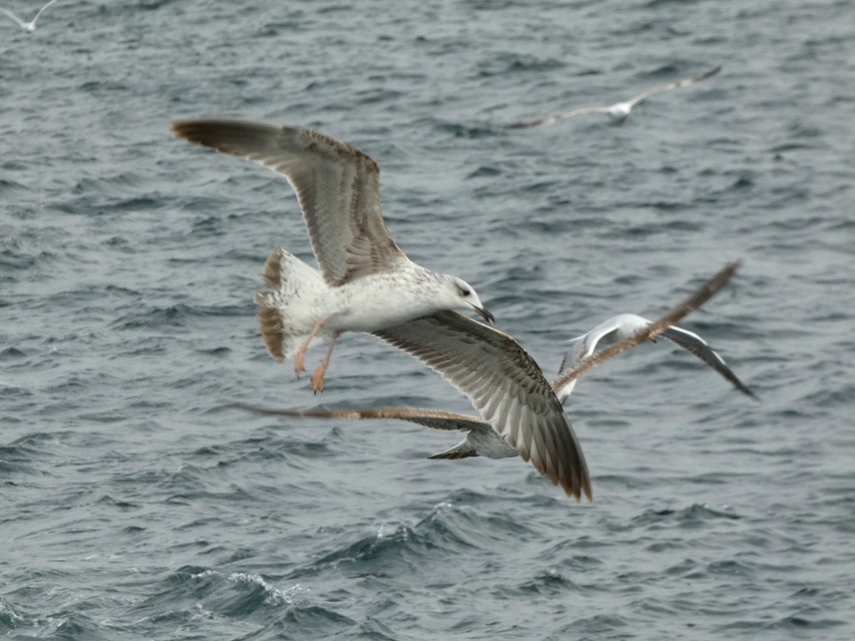 Yellow-legged Gull - ML644270981