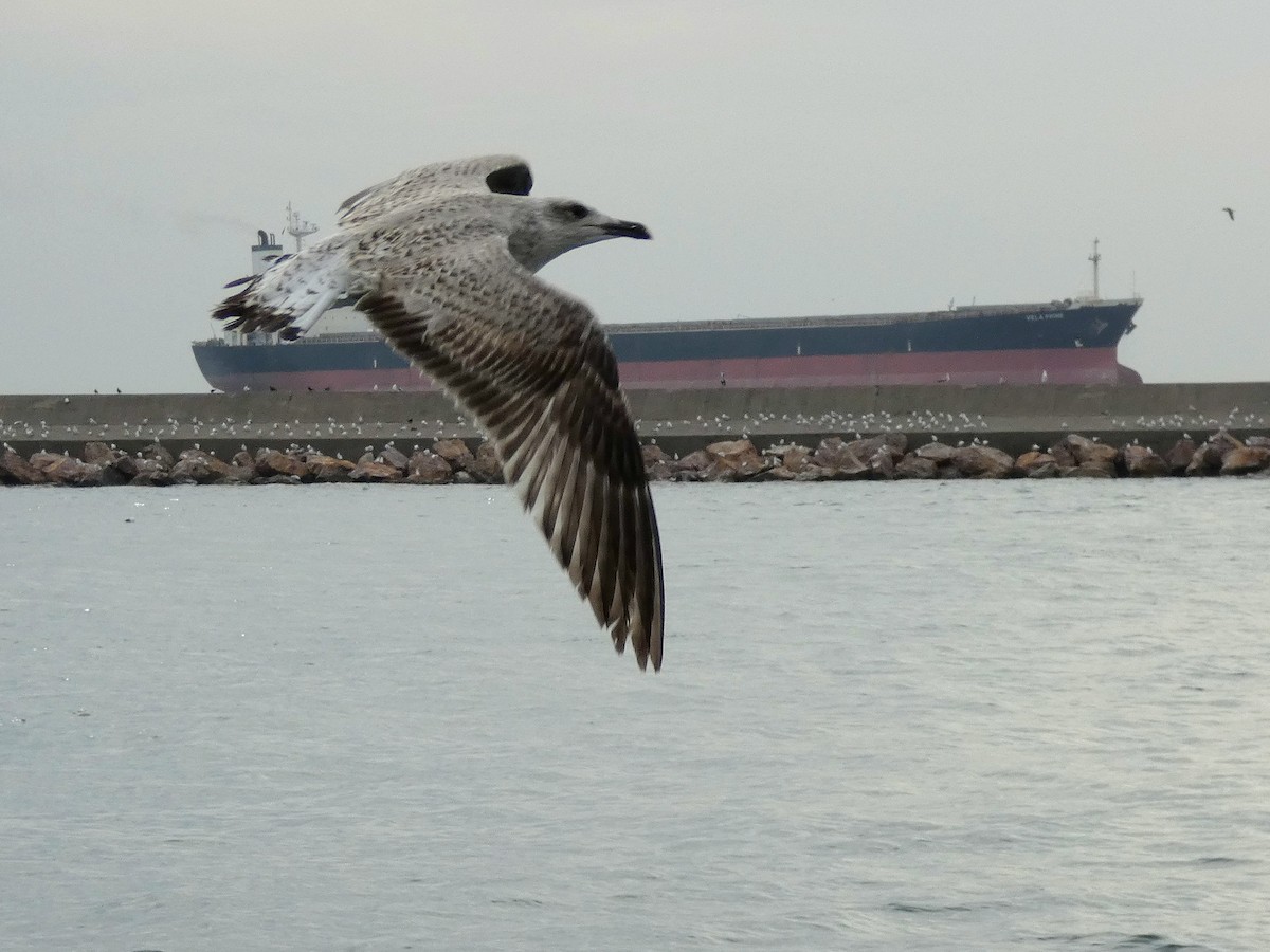 Yellow-legged Gull - ML644270982