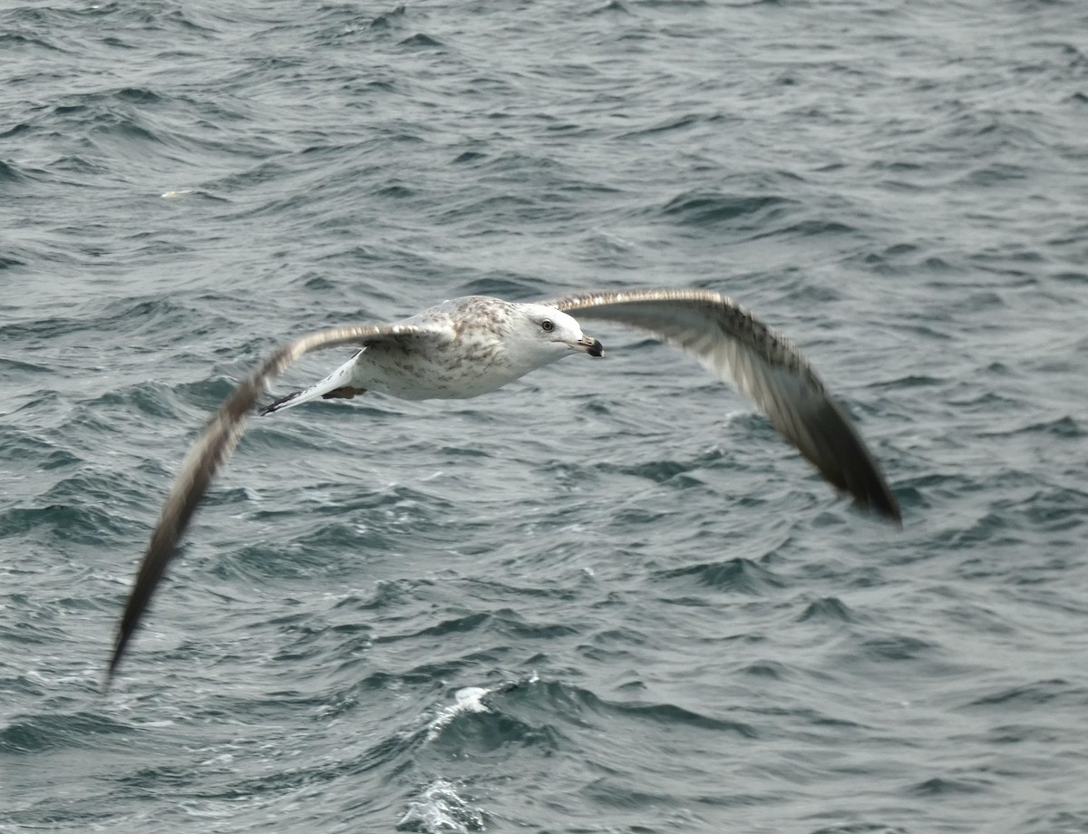 Yellow-legged Gull - ML644270983