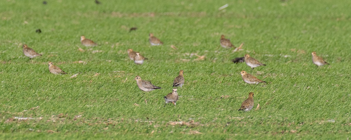 European Golden-Plover - ML644270986