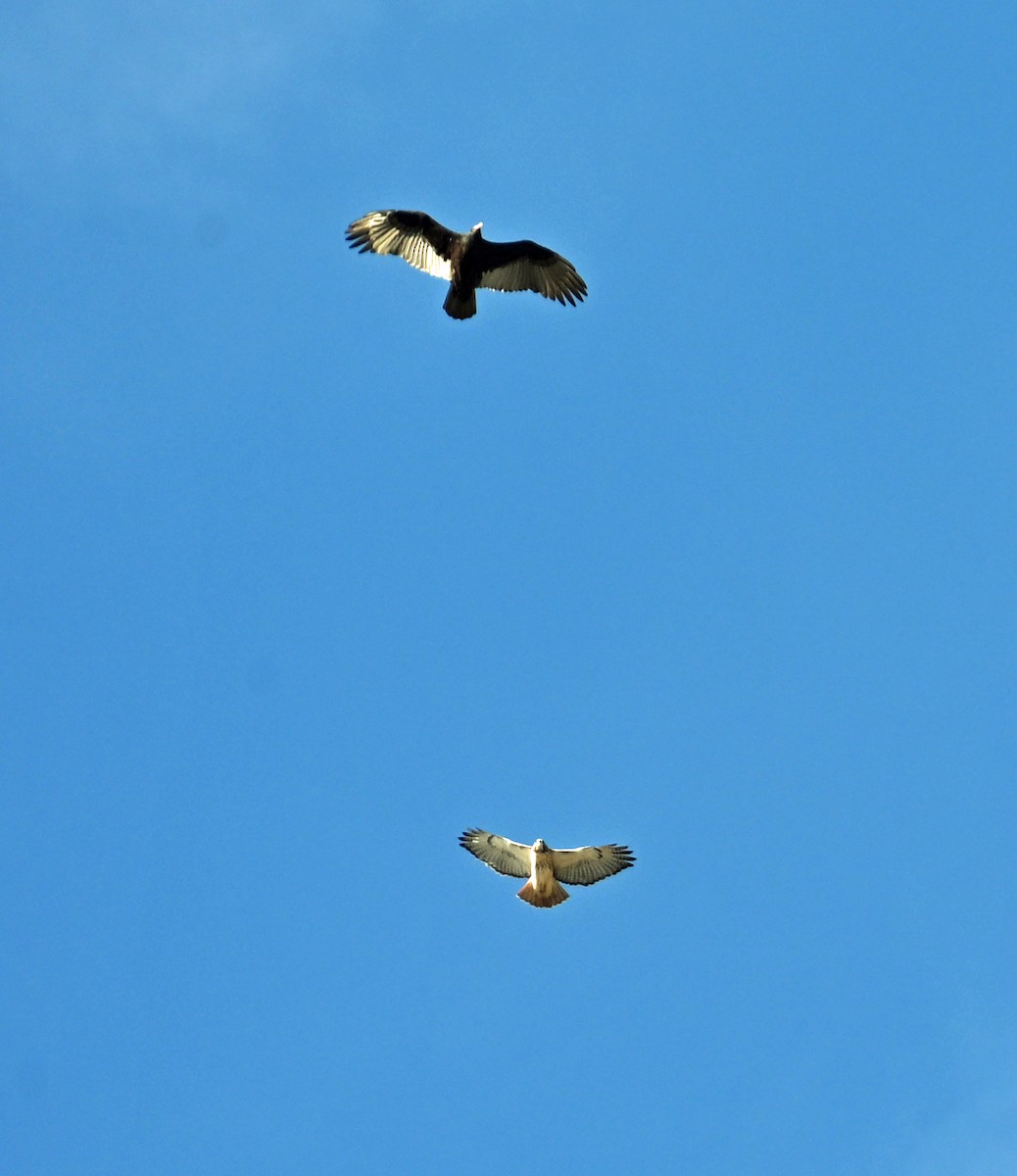 Red-tailed Hawk - ML644270989