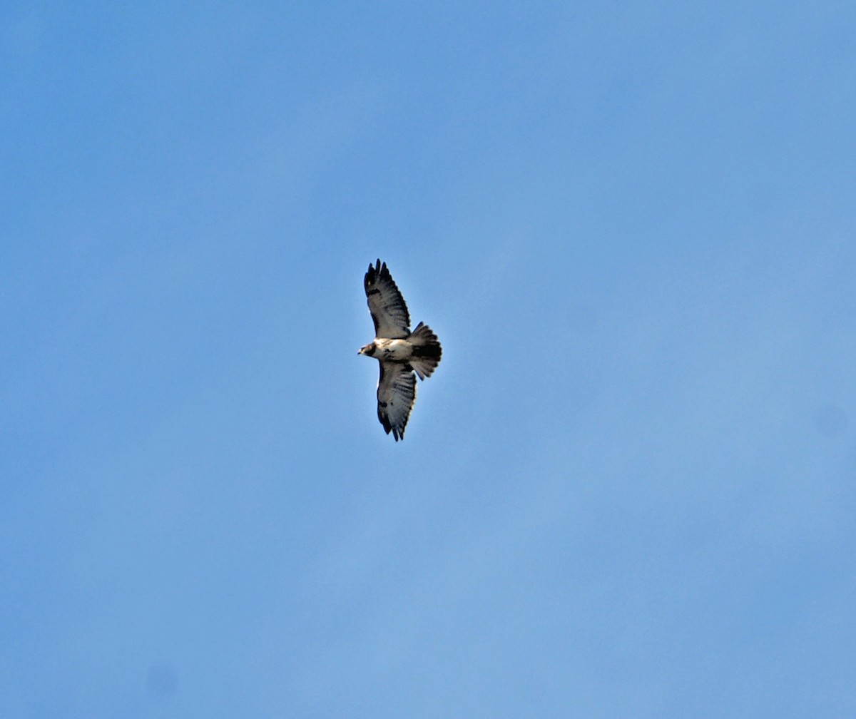 Red-tailed Hawk - ML644270990