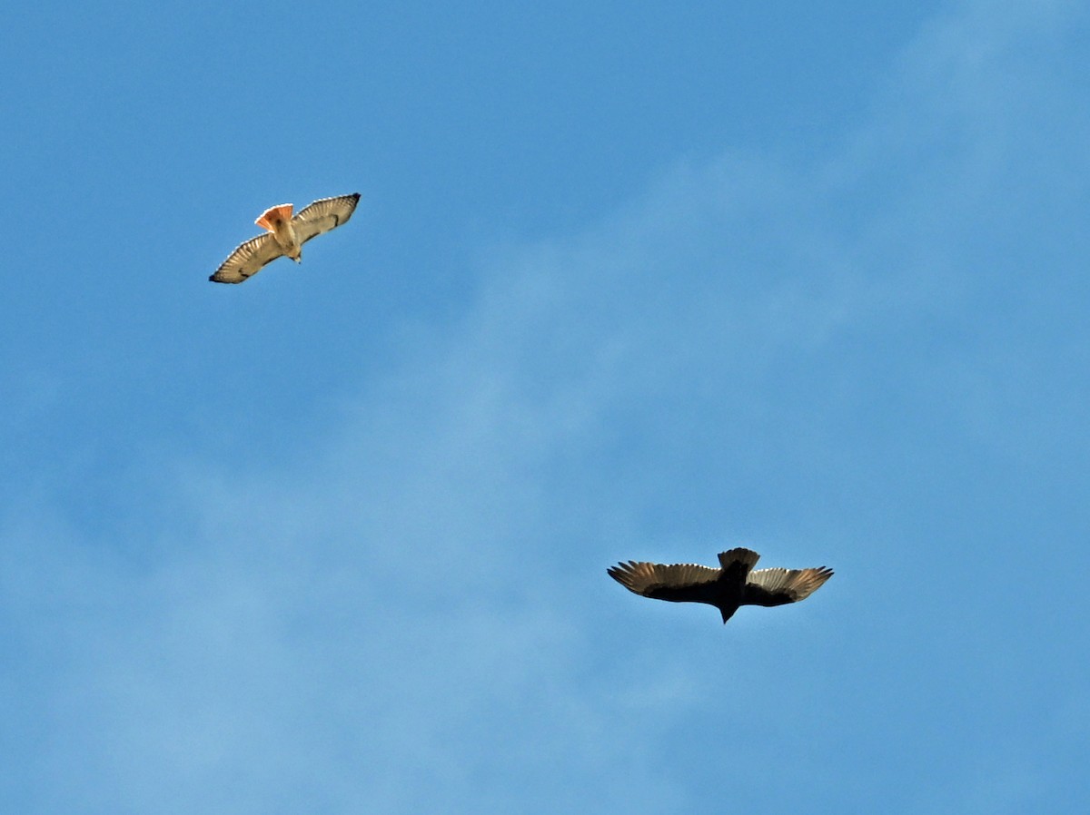 Red-tailed Hawk - ML644270991