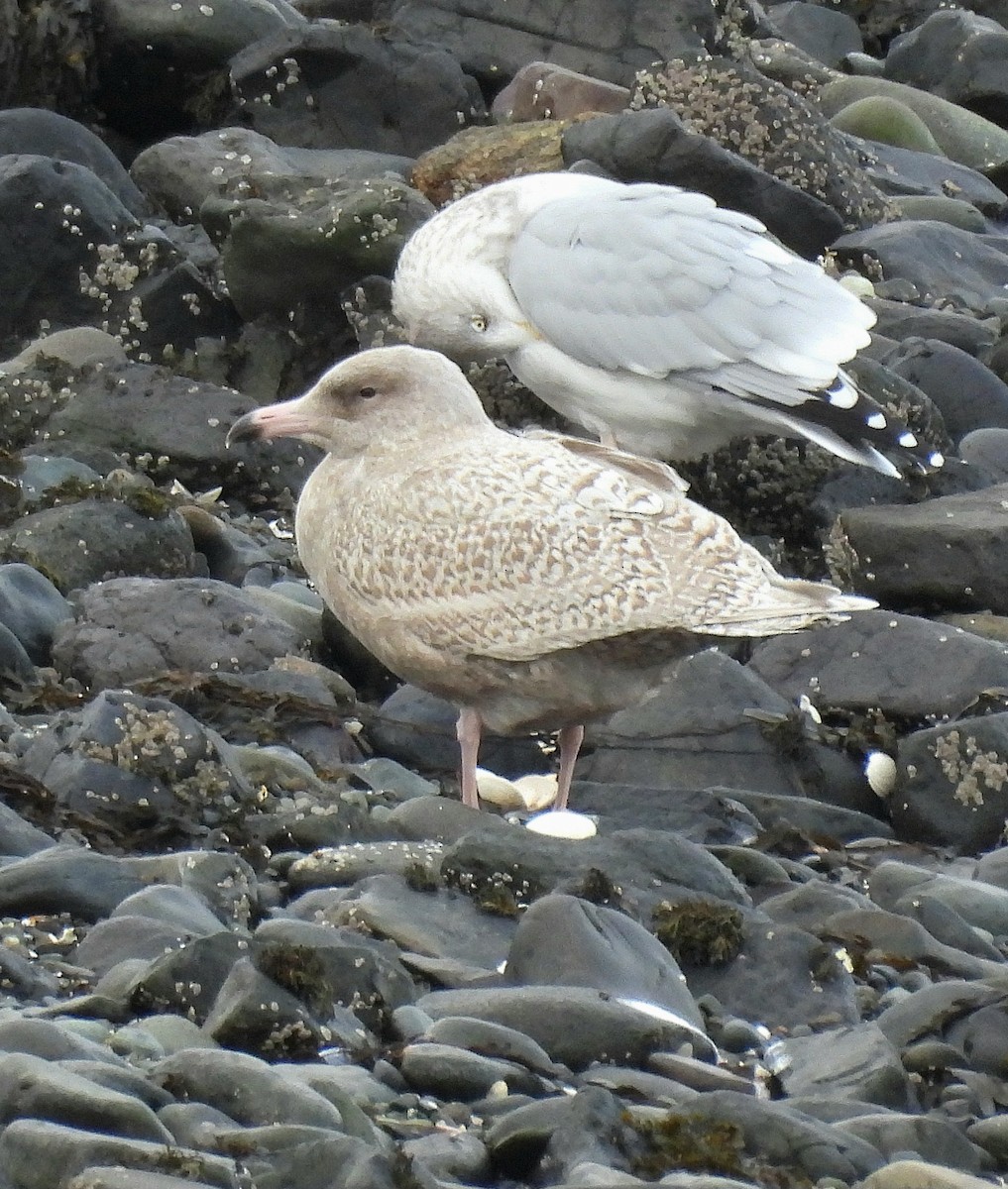 Ipar-kaioa - ML644270996