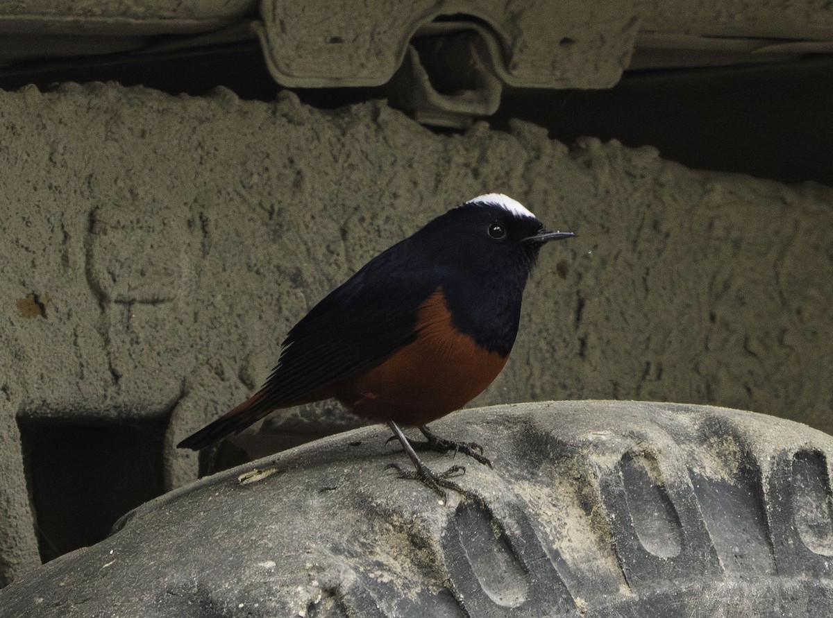 White-capped Redstart - ML644270999