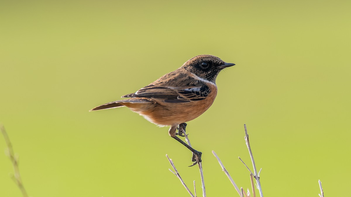 European Stonechat - ML644271000