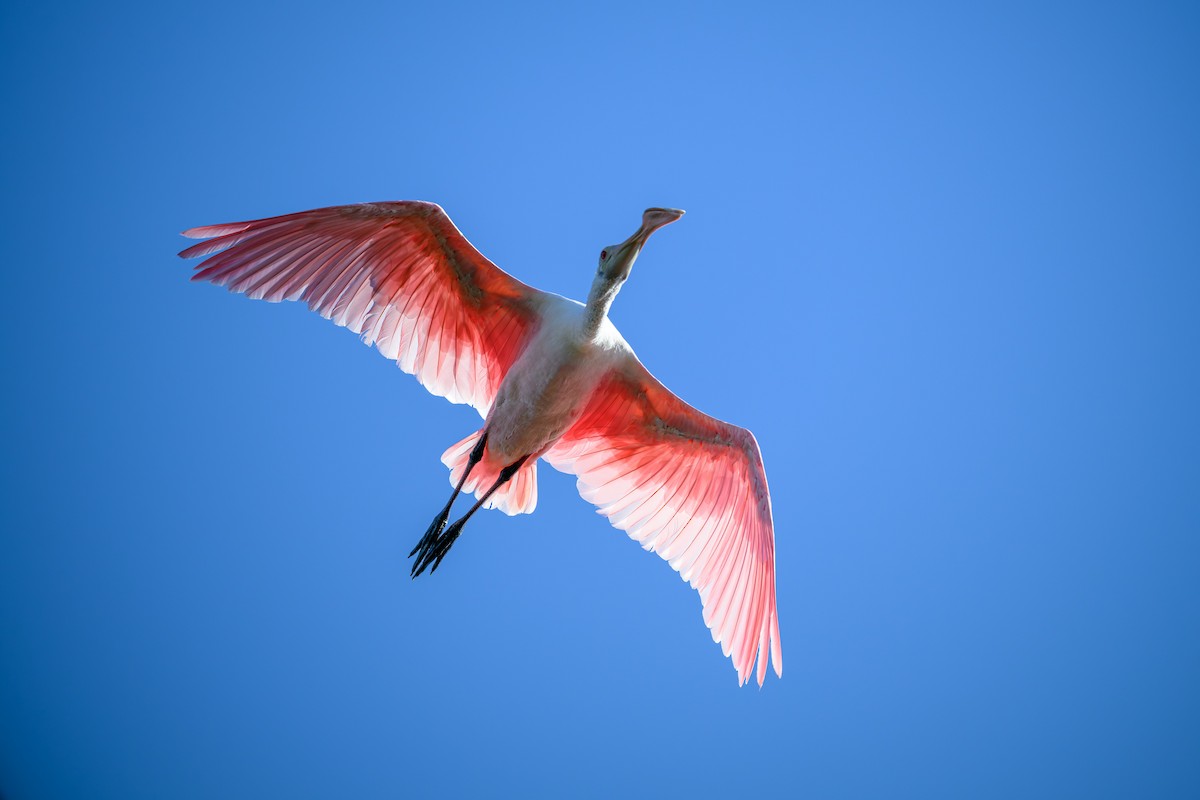 Roseate Spoonbill - ML644271001