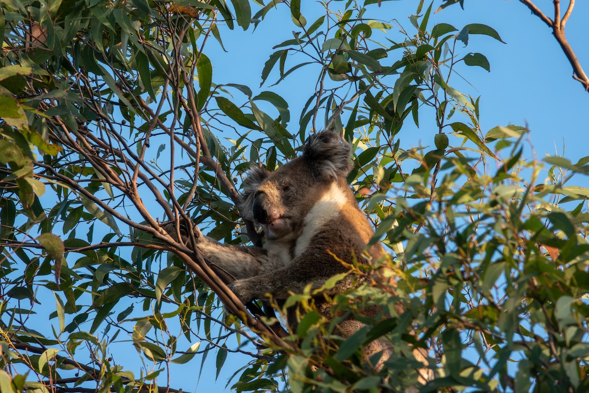 Koala - ML644271008