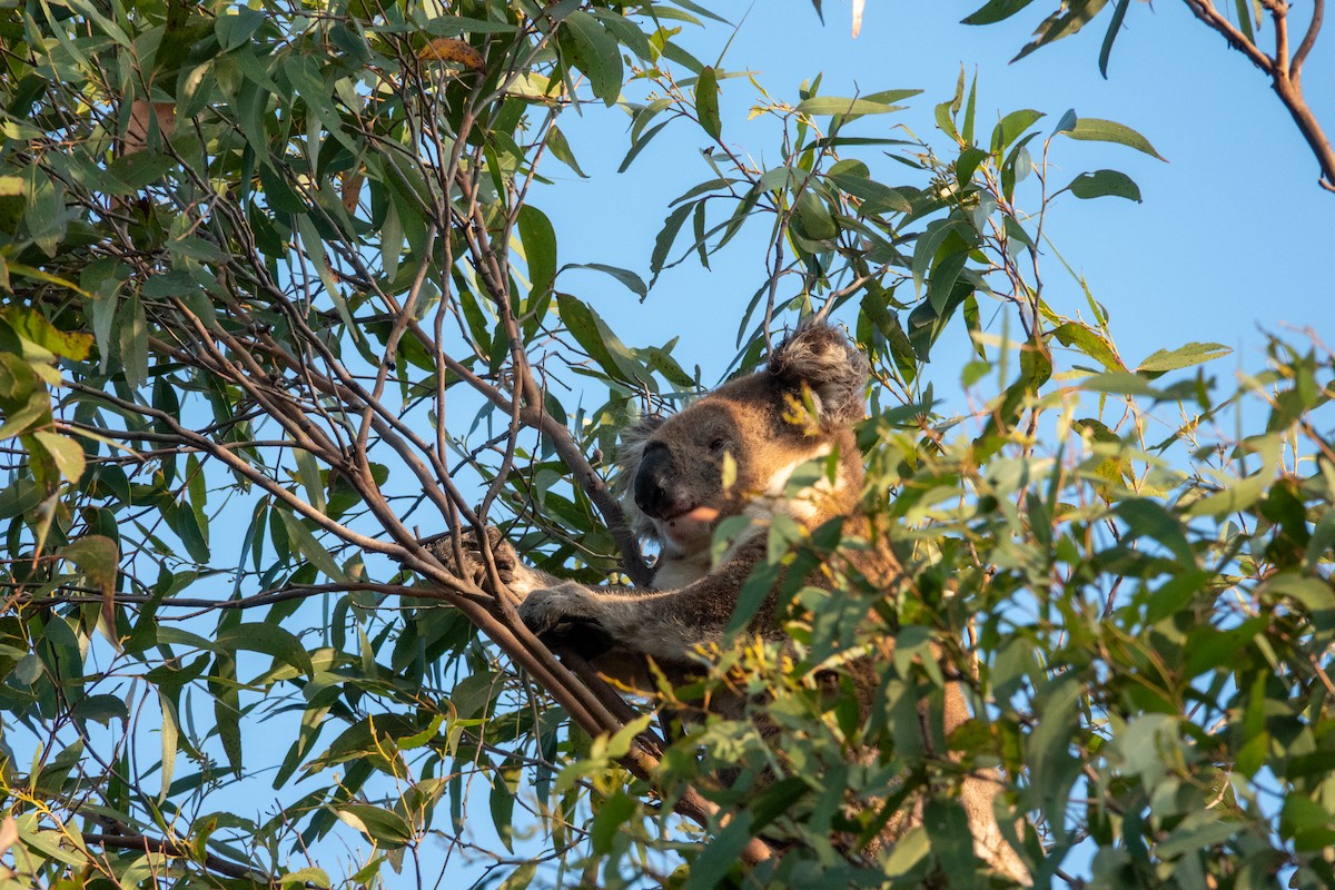 Koala - ML644271009