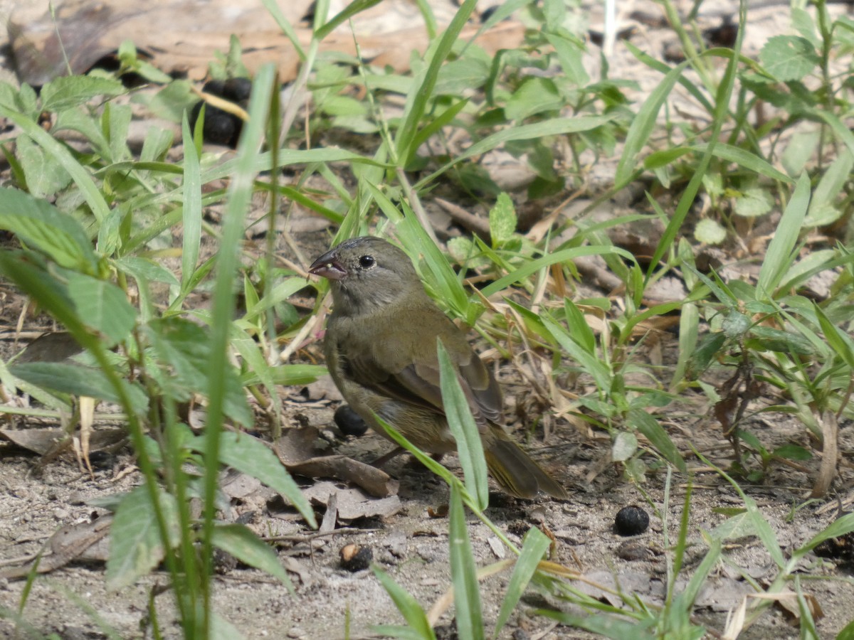 ニショクコメワリ - ML644271010
