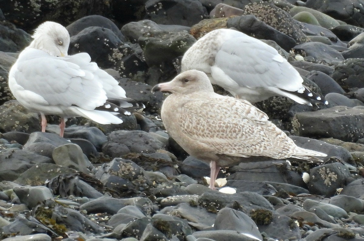 Ipar-kaioa - ML644271014