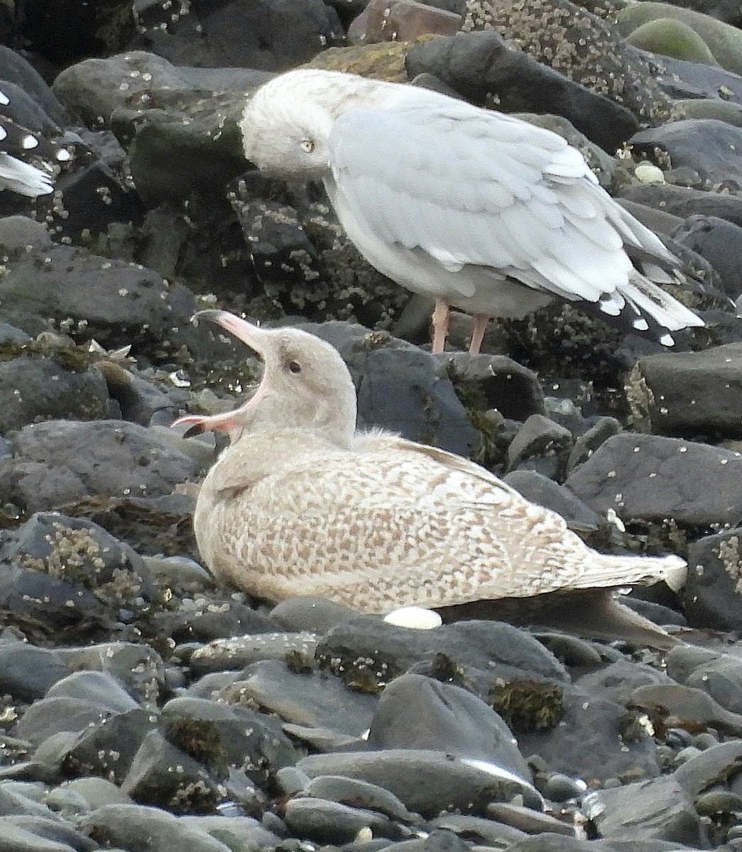 Ipar-kaioa - ML644271015