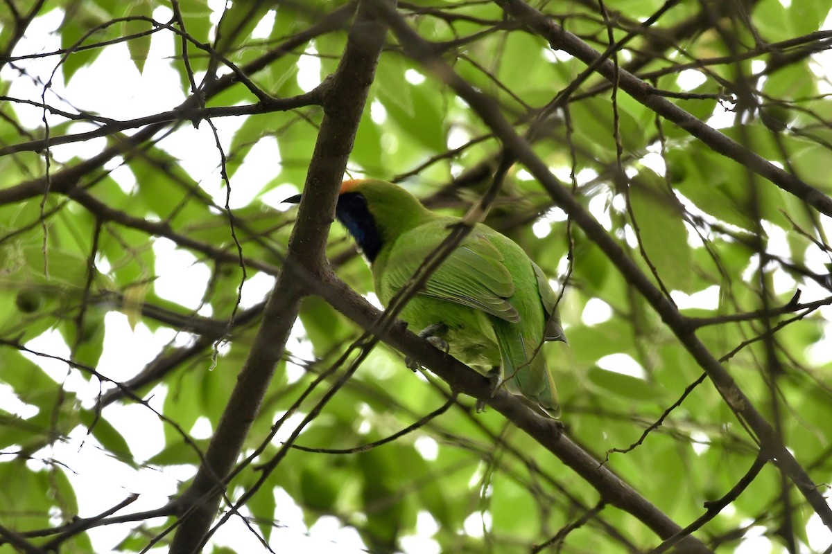 gyllenpannebladfugl - ML644271017