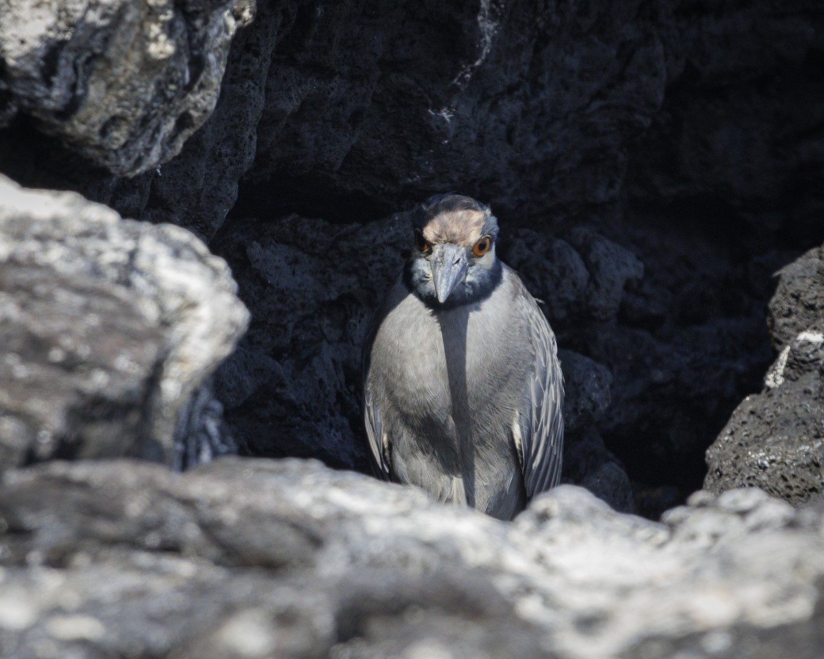 Yellow-crowned Night Heron (Galapagos) - ML644271020