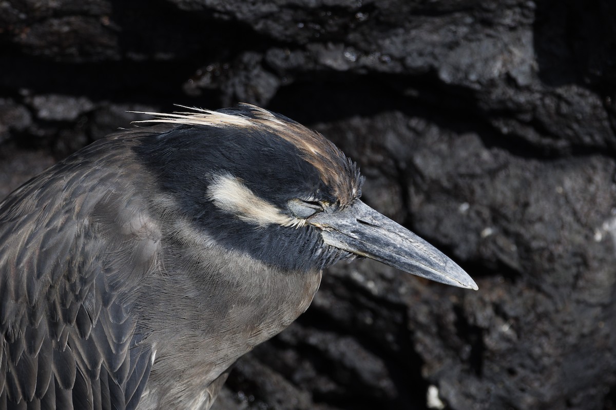 Yellow-crowned Night Heron (Galapagos) - ML644271021