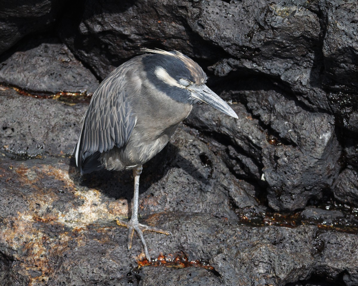 Yellow-crowned Night Heron (Galapagos) - ML644271022