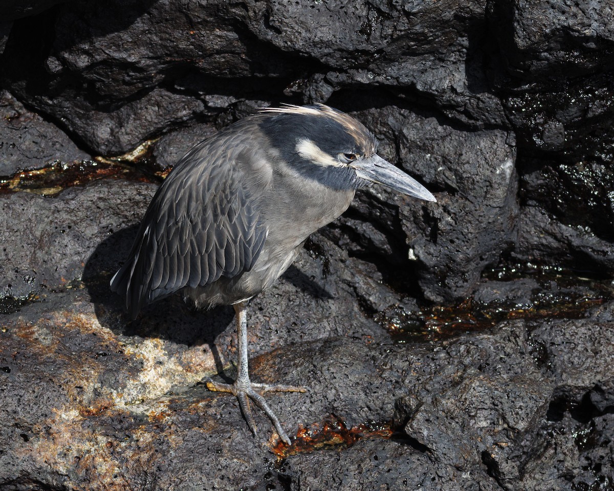 Yellow-crowned Night Heron (Galapagos) - ML644271023
