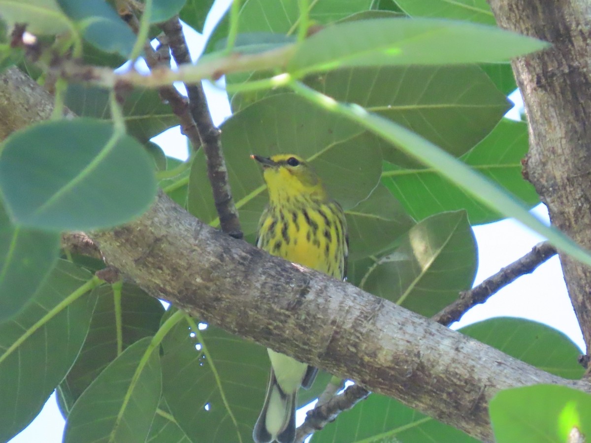 Kaplan Ötleğeni - ML644271030