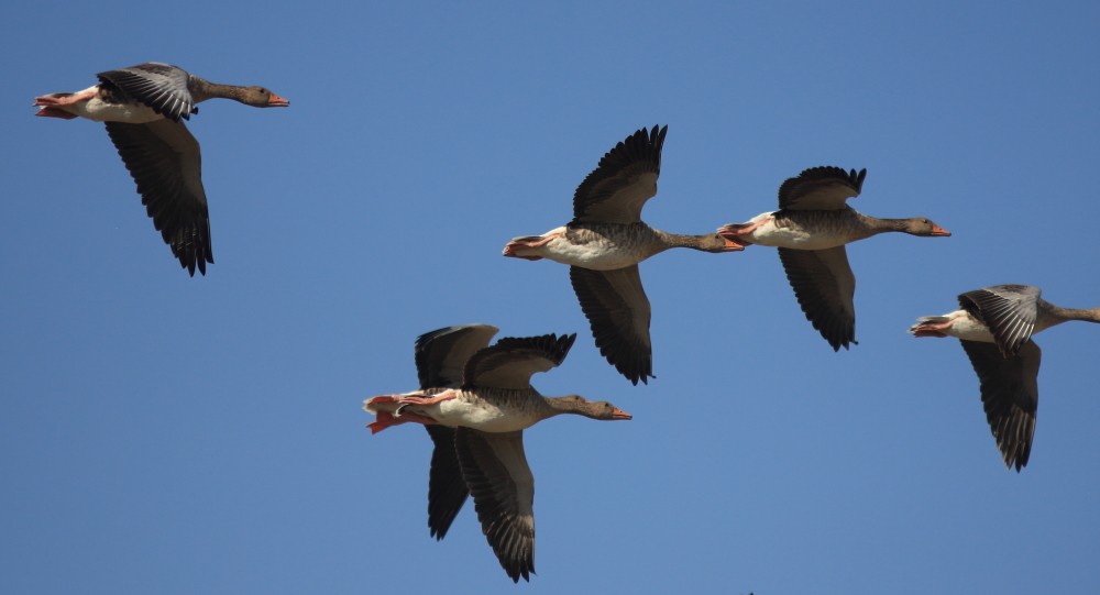 Graylag Goose - ML644271032