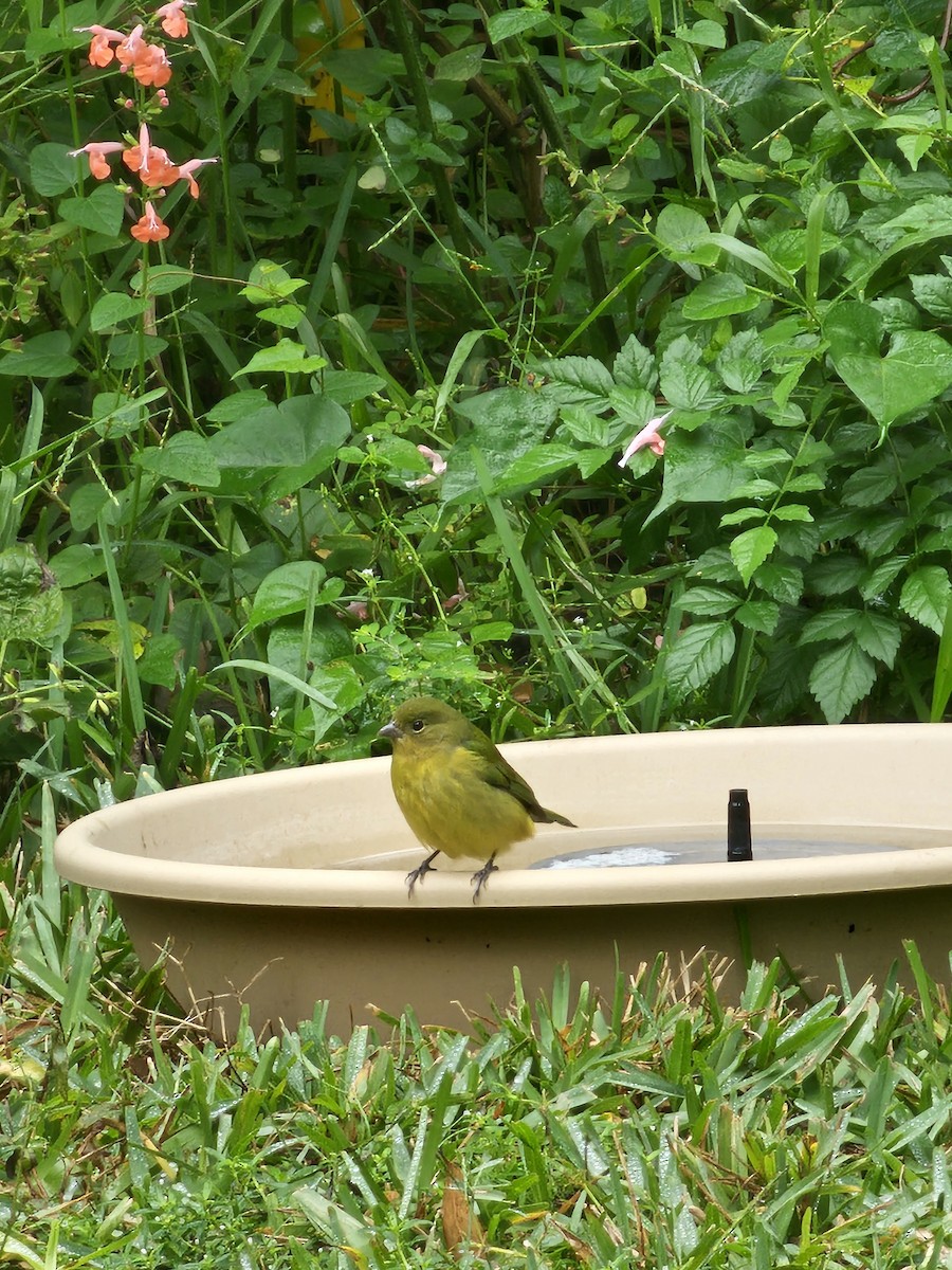 Papstfink - ML644271037